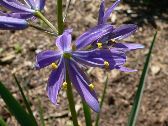{Camassia leichtlinii}